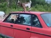 Mountain Goats Practicing Balance On A Car
