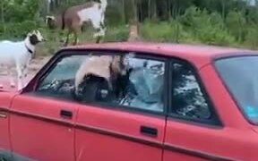 Mountain Goats Practicing Balance On A Car