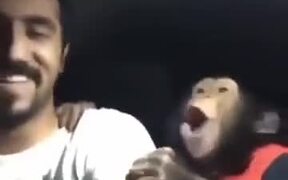 Literally Monkeying Around - Animals - VIDEOTIME.COM
