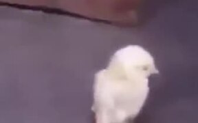 A Chick With A Severe Back Problem - Animals - VIDEOTIME.COM