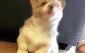 Cute Howling Of A Corgi Puppy - Animals - VIDEOTIME.COM