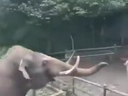 Elephants Are Naughty And Intelligent