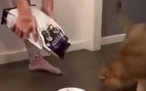 Cat Scared By A Huge Amount Of Food - Animals - VIDEOTIME.COM