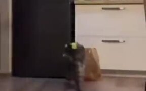 Cats Can Be An Awesome B-Boying Dancer