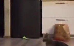 Cats Can Be An Awesome B-Boying Dancer - Animals - VIDEOTIME.COM
