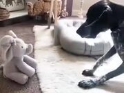 Dog Vs Peek A Boo Toy