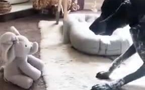 Dog Vs Peek A Boo Toy - Animals - VIDEOTIME.COM