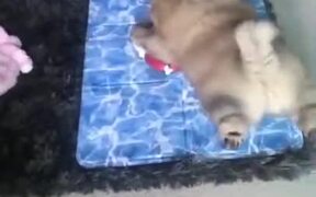 Fluffy Dog Loves To Lie Down - Animals - VIDEOTIME.COM