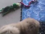 Fluffy Dog Loves To Lie Down