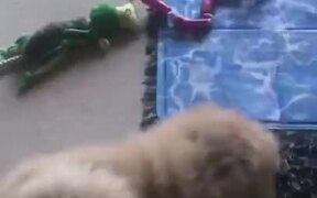 Fluffy Dog Loves To Lie Down - Animals - VIDEOTIME.COM