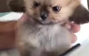 Cutest Angry Pomeranian On The Internet - Animals - VIDEOTIME.COM