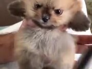 Cutest Angry Pomeranian On The Internet