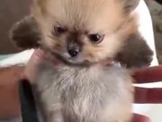 Cutest Angry Pomeranian On The Internet