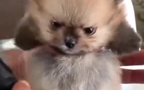 Cutest Angry Pomeranian On The Internet - Animals - VIDEOTIME.COM