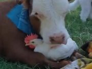 Calf Loves A Rooster