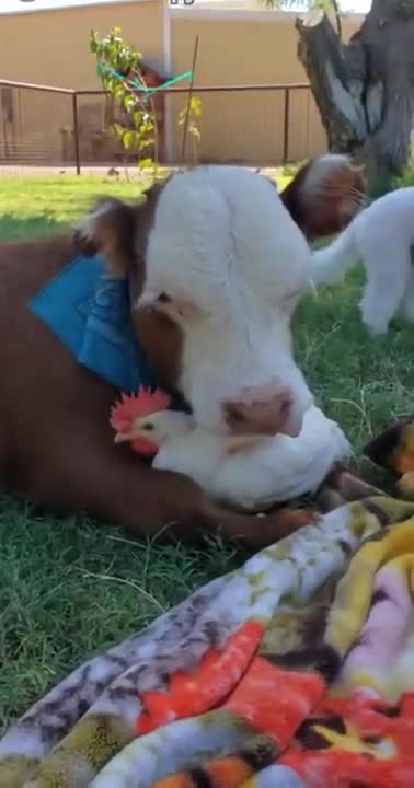 Calf Loves A Rooster