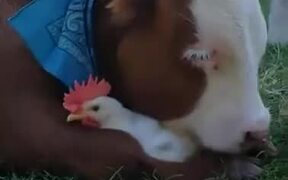 Calf Loves A Rooster - Animals - VIDEOTIME.COM