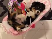 Dog Enjoying A Baby Crate