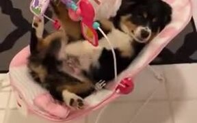 Dog Enjoying A Baby Crate - Animals - VIDEOTIME.COM
