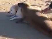 Seal Displaying Affection For Dog