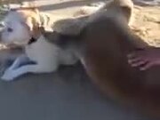 Seal Displaying Affection For Dog