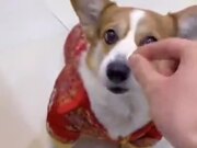 Doggo Doesn't Like Imaginary Food