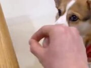 Doggo Doesn't Like Imaginary Food