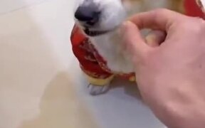 Doggo Doesn't Like Imaginary Food - Animals - VIDEOTIME.COM