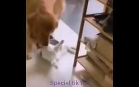 The Funny Workers And Cat And Dogs - Fun - VIDEOTIME.COM