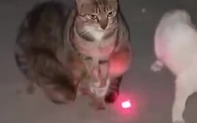 Cat Not Intimidated By Laser Pointer - Animals - VIDEOTIME.COM