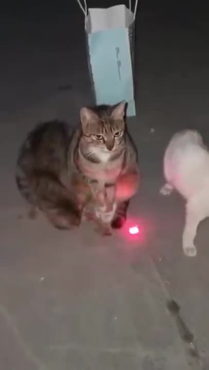 Cat Not Intimidated By Laser Pointer