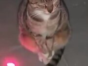 Cat Not Intimidated By Laser Pointer