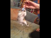 Angry Cat Fights For Candy