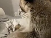 Scared Raccoon Wants To Hold Hands