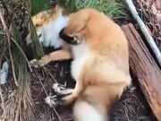 A Reason To Have A Pet Fox