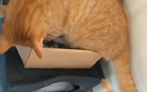 When There Is One Box But Two Cats - Animals - VIDEOTIME.COM