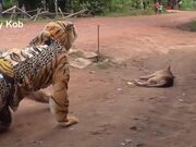 Fake Tiger Prank Dog Vs 2 Tiger