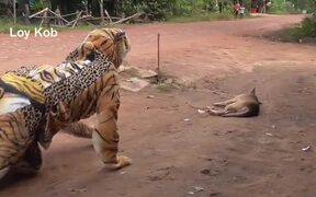 Fake Tiger Prank Dog Vs 2 Tiger - Animals - VIDEOTIME.COM