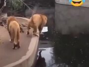 Distracted Animals Falling