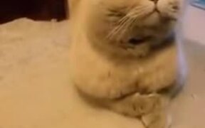 The Best Cat Filter Ever - Animals - VIDEOTIME.COM