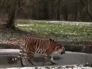 Tiger Literally Walking On Thin Ice