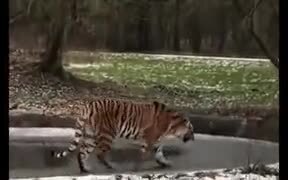 Tiger Literally Walking On Thin Ice - Animals - VIDEOTIME.COM