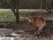 Tiger Literally Walking On Thin Ice