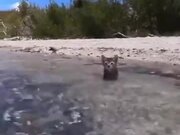 Kitten Getting Accustomed To Beach Water