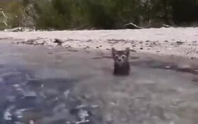 Kitten Getting Accustomed To Beach Water - Animals - VIDEOTIME.COM