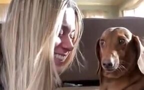 Innocent Dog Getting Leg Pulled - Animals - VIDEOTIME.COM