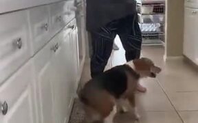 Dog Dancing On 2 Legs