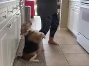Dog Dancing On 2 Legs