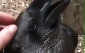 Crow Enjoying A Head Massage - Animals - VIDEOTIME.COM