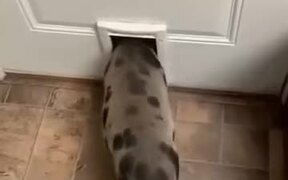 Pig Vs Tight Pet Door - Animals - VIDEOTIME.COM